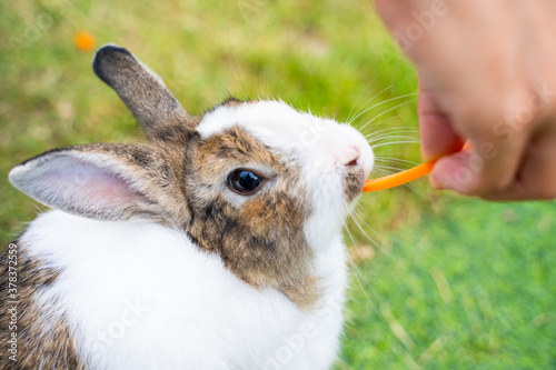 feed carrot to cute rabbit