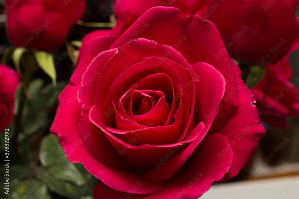 Fototapeta premium red roses and white card with a place for a congratulatory text on a black background