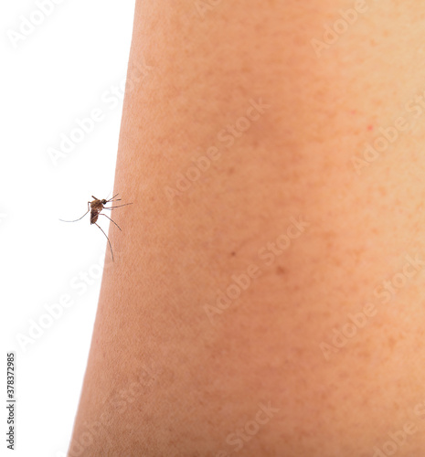 Mosquito isolated on white background