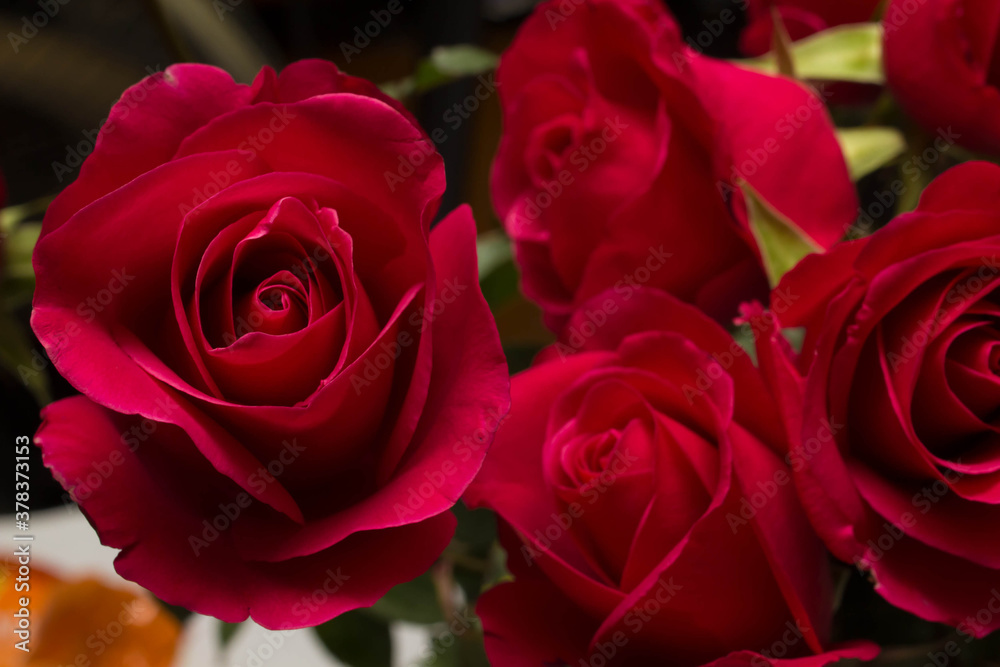 Fototapeta premium red roses and white card with a place for a congratulatory text on a black background