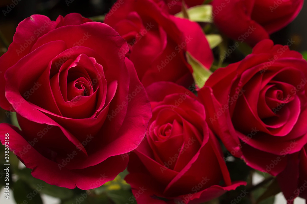 red roses and white card with a place for a congratulatory text on a black background red roses and white card with a place for a congratulatory text on a black background