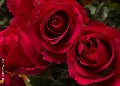 red roses and white card with a place for a congratulatory text on a black background