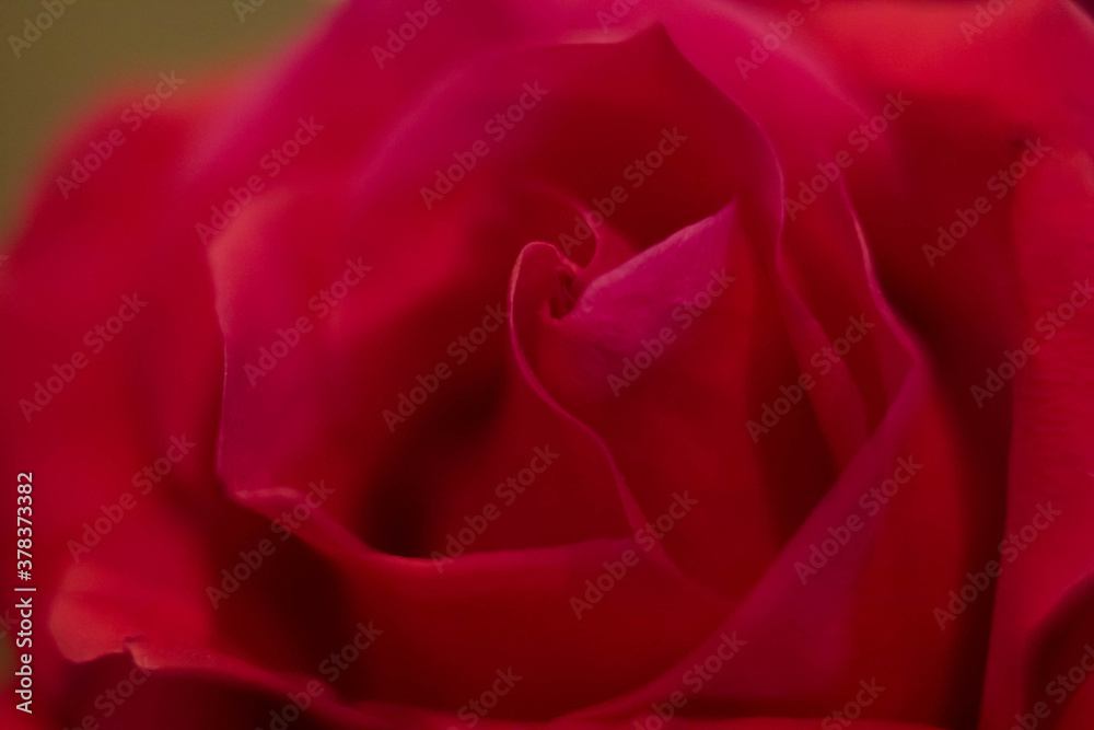 red roses and white card with a place for a congratulatory text on a black background red roses and white card with a place for a congratulatory text on a black background