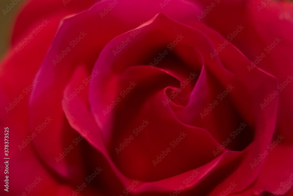 red roses and white card with a place for a congratulatory text on a black background