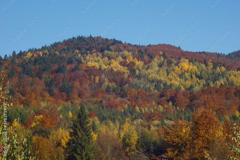 Autumn forest in the mountains. Carpathians