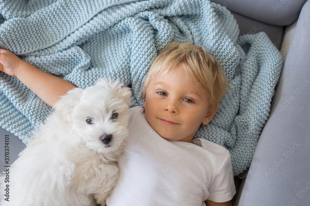 Little toddler child, boy, lying in bed with pet dog, little maltese dog Little toddler child, boy, lying in bed with pet dog, little maltese dog