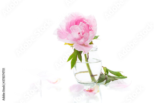 Fototapeta Naklejka Na Ścianę i Meble -  blooming pink tree peony flower on white background