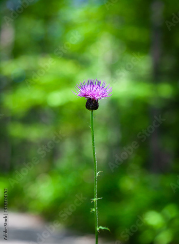 上高地の自然　花　アザミ