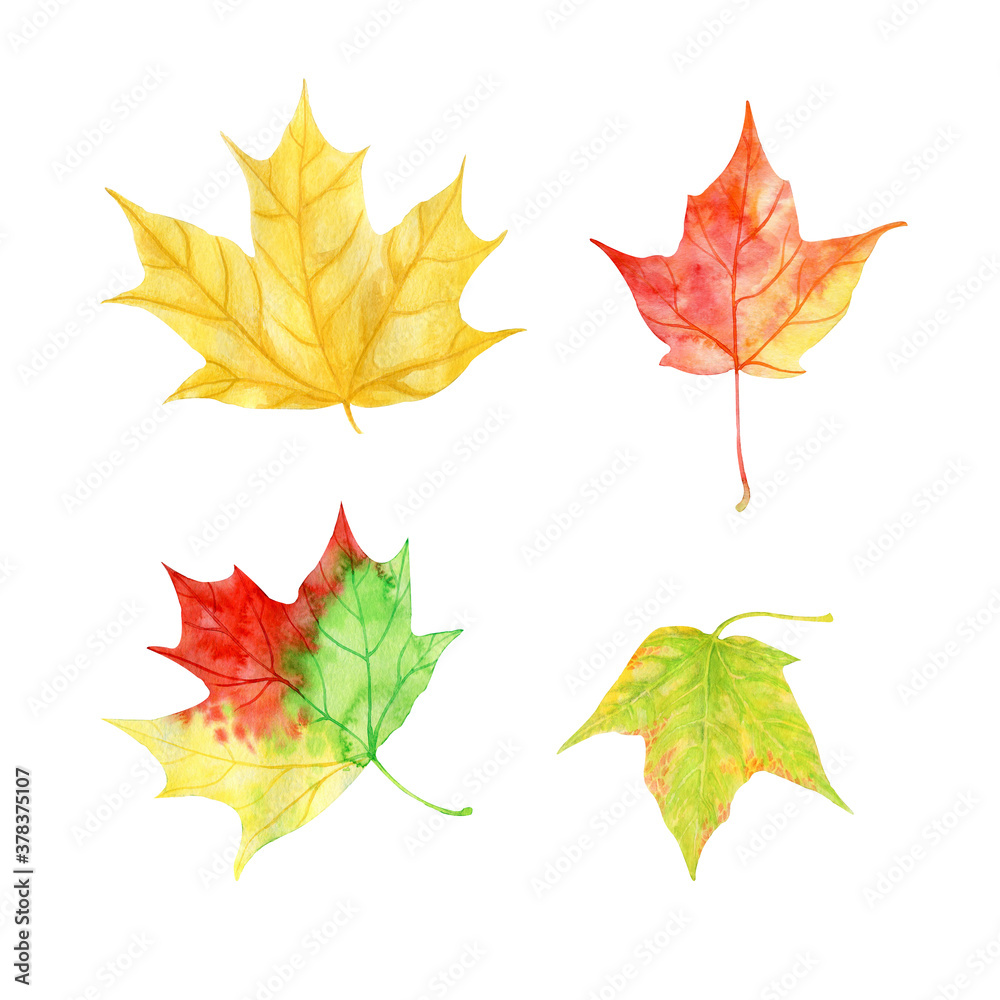 Hand painted watercolor Autumn maple leaves isolated clipart