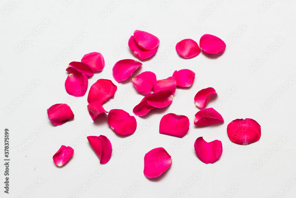 Red rose petals Isolated on white background Red rose petals Isolated on white background