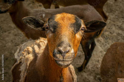 Close up portrait of a brown and black young goat looking to the camera, farm animal photo