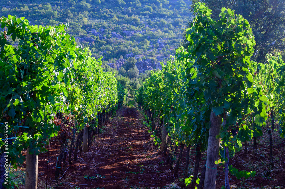 Rows with grape plants on vineyards growing on red soil in Lazio, South of Italy