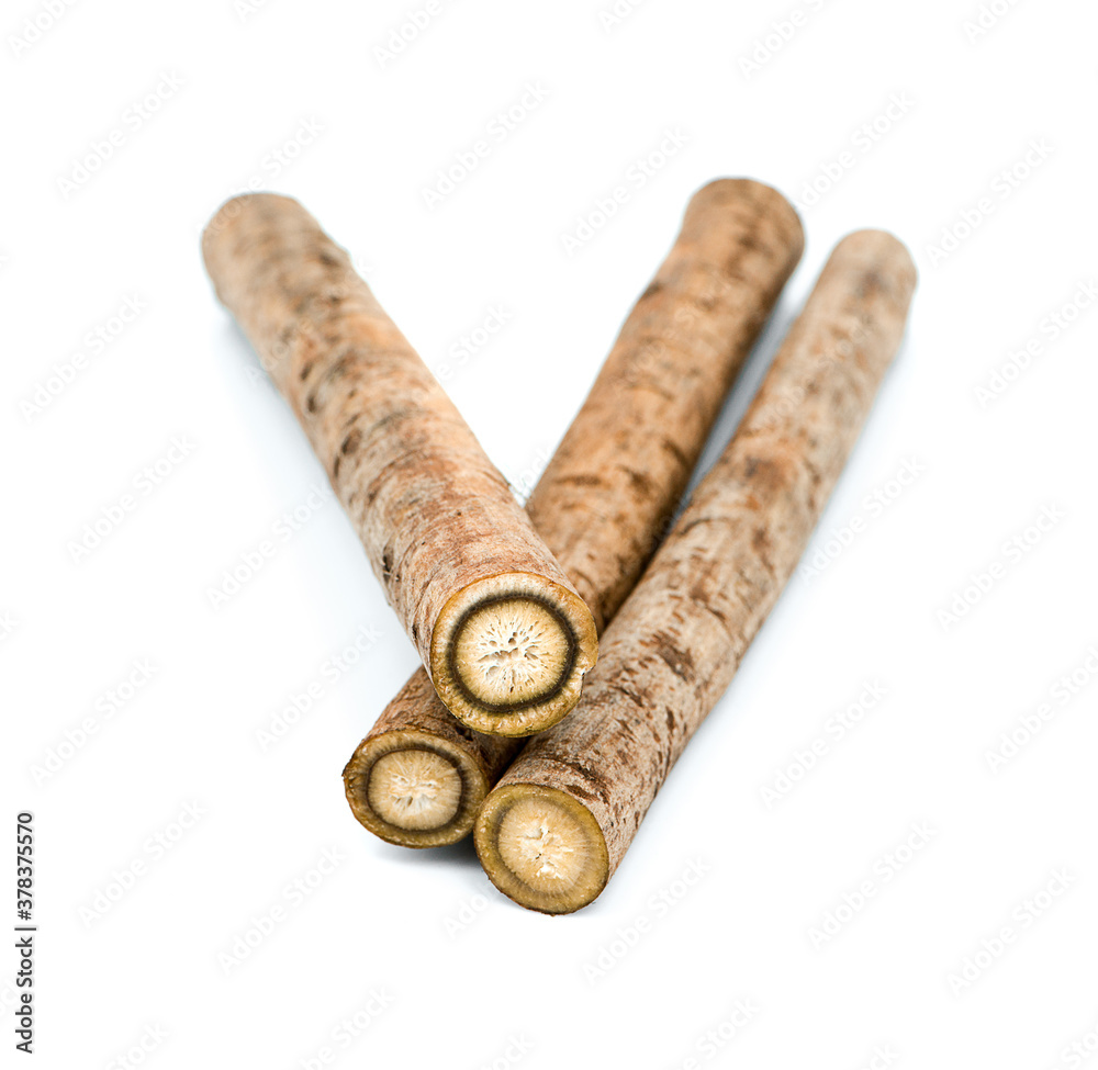 burdock roots or kobo isolated on white background burdock roots or kobo isolated on white background