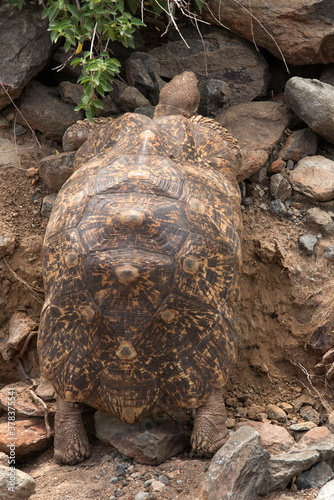 Leopard tortoise near lake Bogoria, Kenya