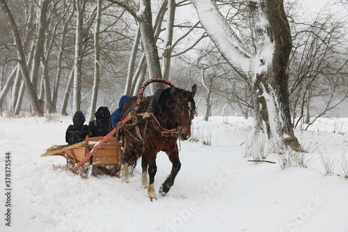 horse and cart under snowfall