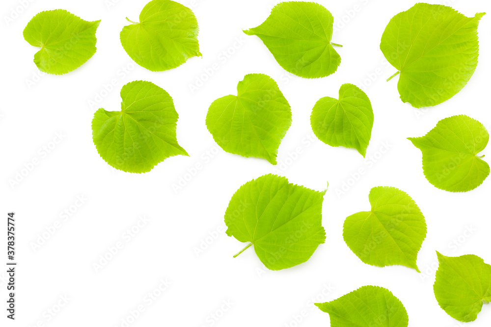 Linden leaves isolated on a white background Linden leaves isolated on a white background