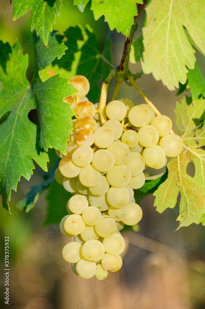 Ripe white grapes growing on vineyards in Campania, South of Italy used for making white wine Ripe white grapes growing on vineyards in Campania, South of Italy used for making white wine