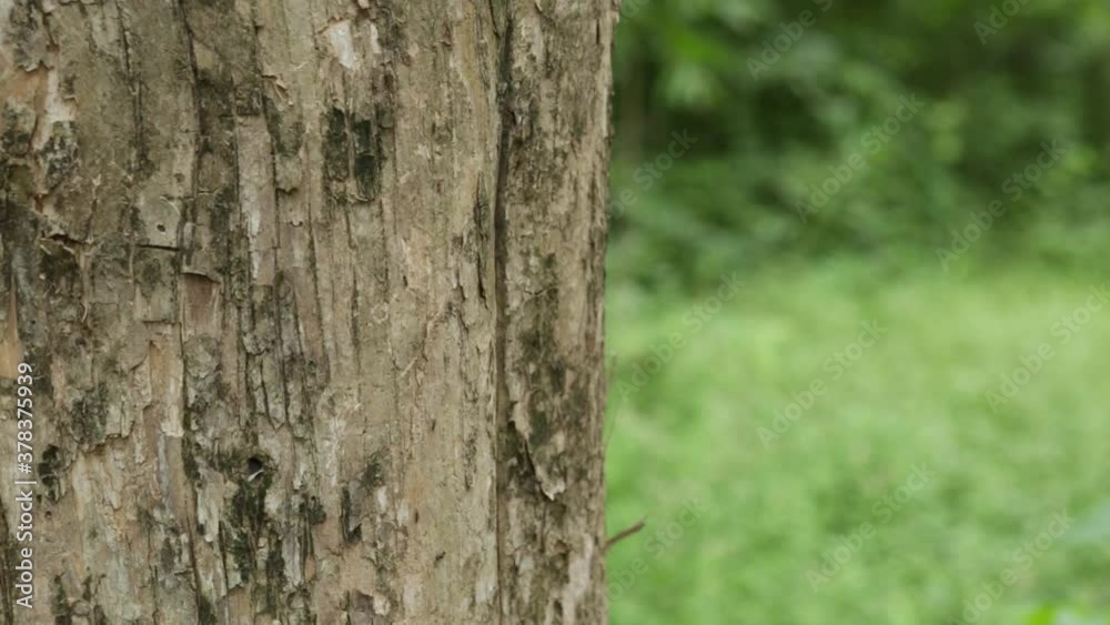 Teak tree in the forest with blurred background Teak tree in the forest with blurred background