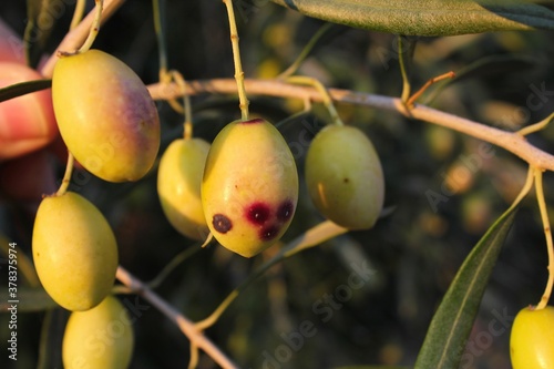 Olives of Manaki variety on olive tree branch in the outskirts of Athens in Attica, Greece. photo