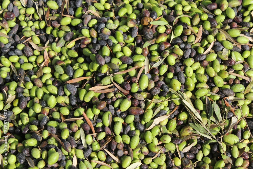 Harvested olives unloaded from truck to press hopper in olive oil mill in the outskirts of Athens in Attica, Greece. Harvested olives unloaded from truck to press hopper in olive oil mill in the outskirts of Athens in Attica, Greece.