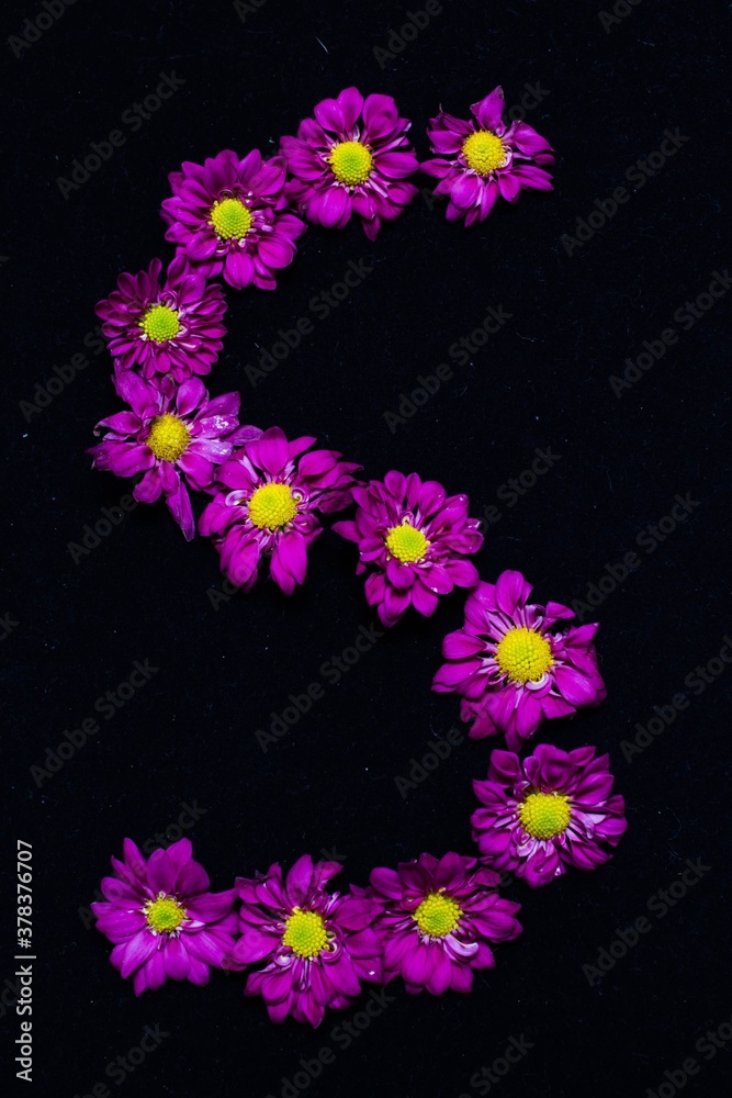 text arranged by purple daisies flowers, black background

N