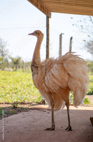 portrait of a White Greater rhea