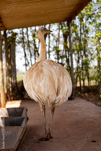 portrait of a White Greater rhea