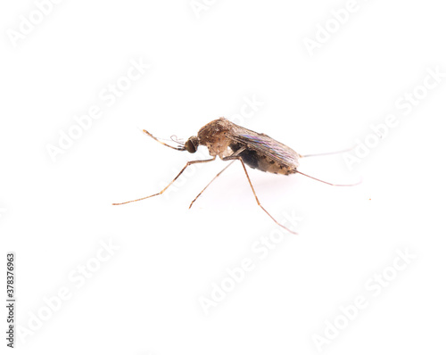 Mosquito isolated on white background © pisut