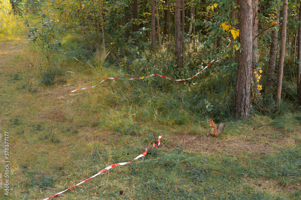 Naklejka premium Red squirrel is looking at caution tape, red and white striped plastic tape tied and crossed on trees . The concept of forests under threat of extinction. Unsuitable habitat for wild animals.
