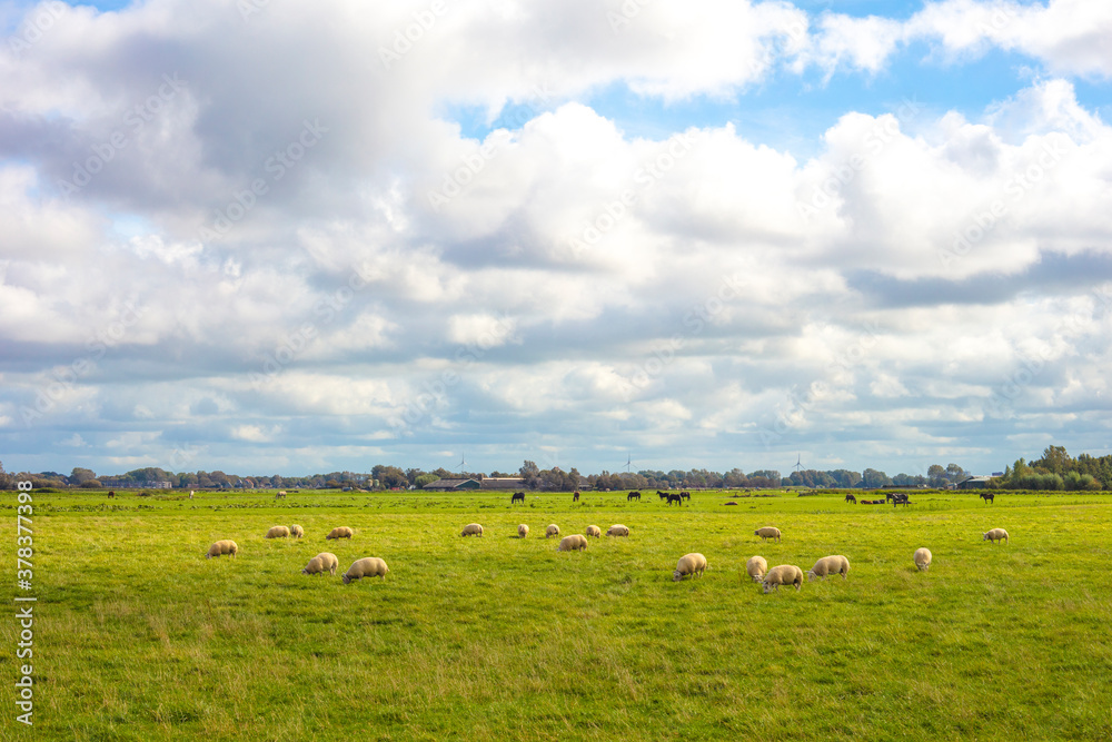 Obraz premium Beautiful meadow landscape in Bergen, Netherlands.