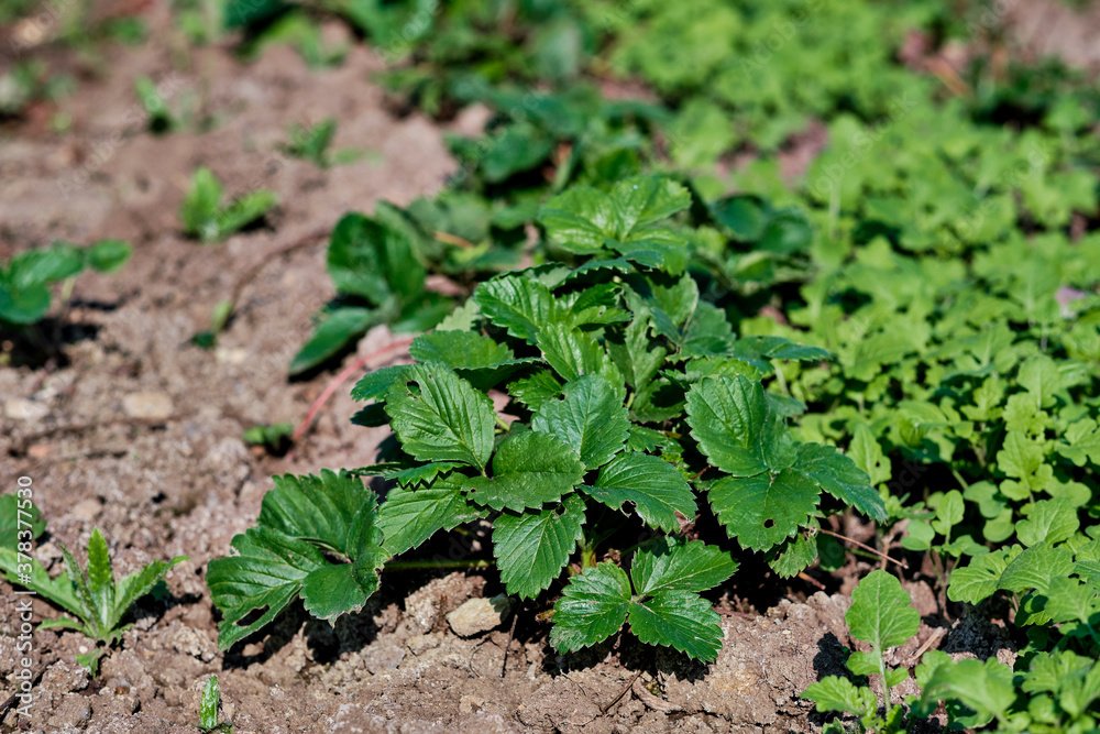 strawberry bush in the garden. green grass on the ground