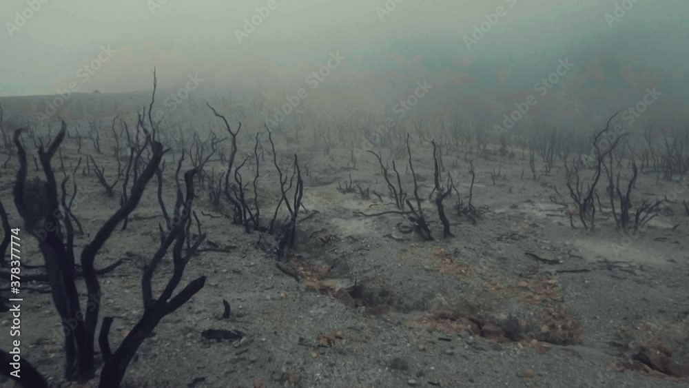misty morning in the dead forest papandayan mountain misty morning in the dead forest papandayan mountain