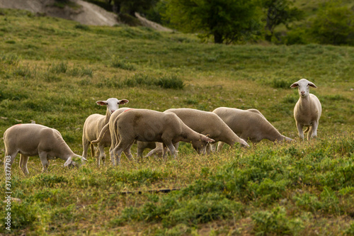 reba  o de ovejas segure  as  El Atunedo  parque natural sierras de Cazorla  Segura y Las Villas  Jaen  Andalucia  Spain