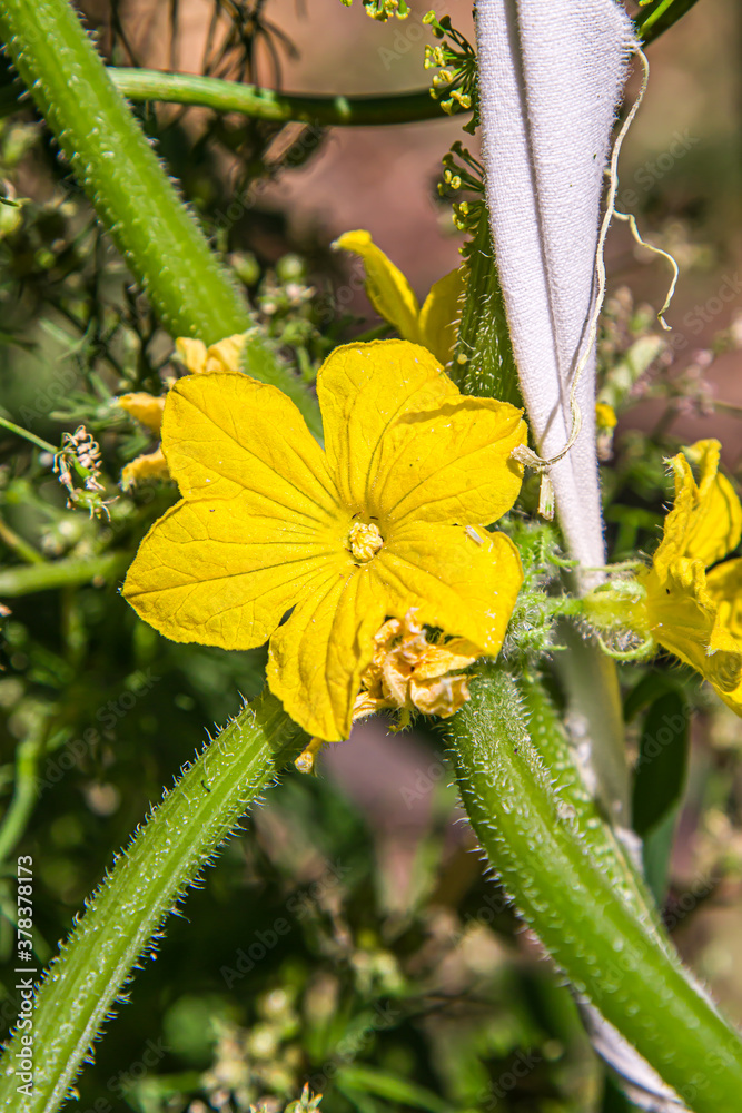 Cucumbers growing on a vine in a rural greenhouse Cucumbers growing on a vine in a rural greenhouse