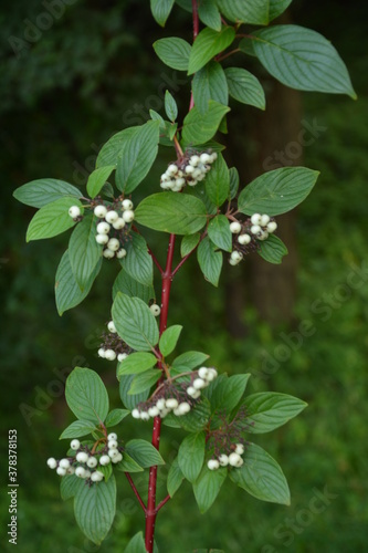 White dogwood (Cornus alba elegantissima) branch with berries photo