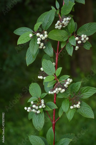 White dogwood (Cornus alba elegantissima) branch with berries photo