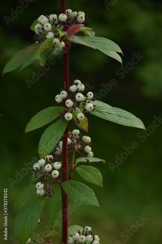 White dogwood (Cornus alba elegantissima) branch with berries photo