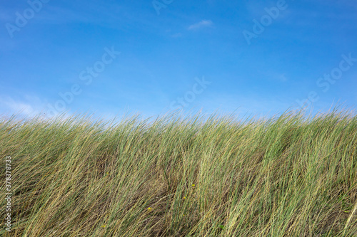 Detail of meadow and blue sky with copy space at the beach in Bergen, Netherlands