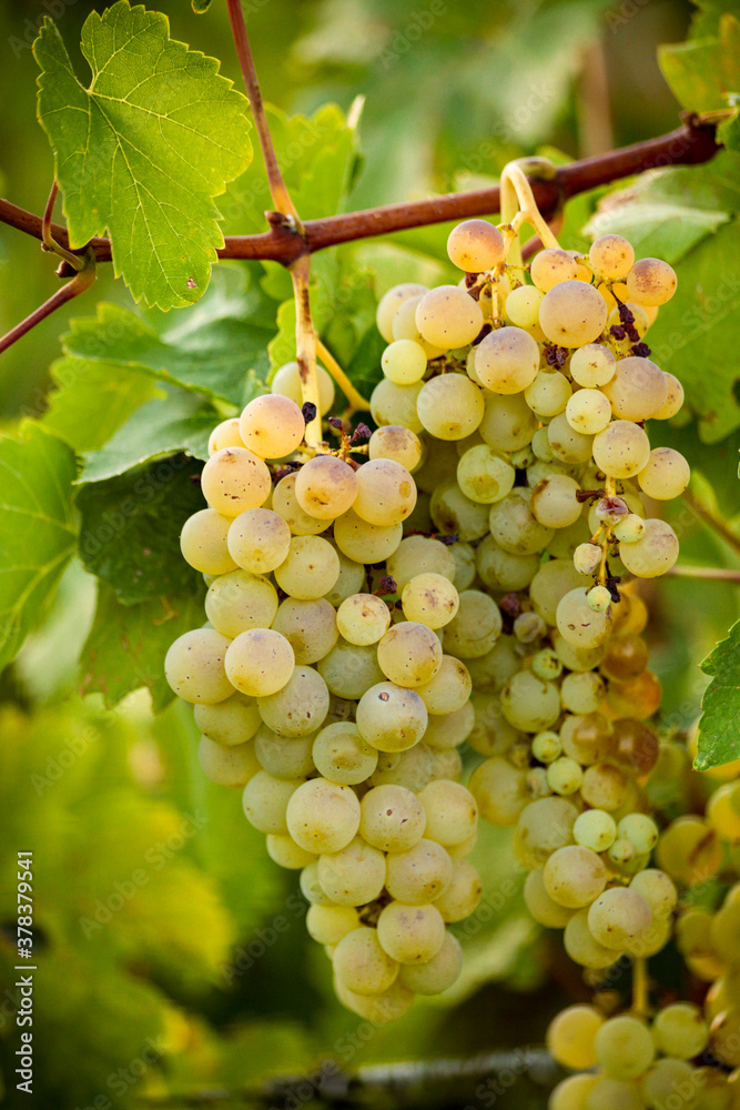 grapes yelllow in vineyard in autumn season grapes yelllow in vineyard in autumn season