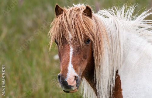 Fotografie portrait of a traditional Welsh mountain pony on the mountain in South Wales, UK