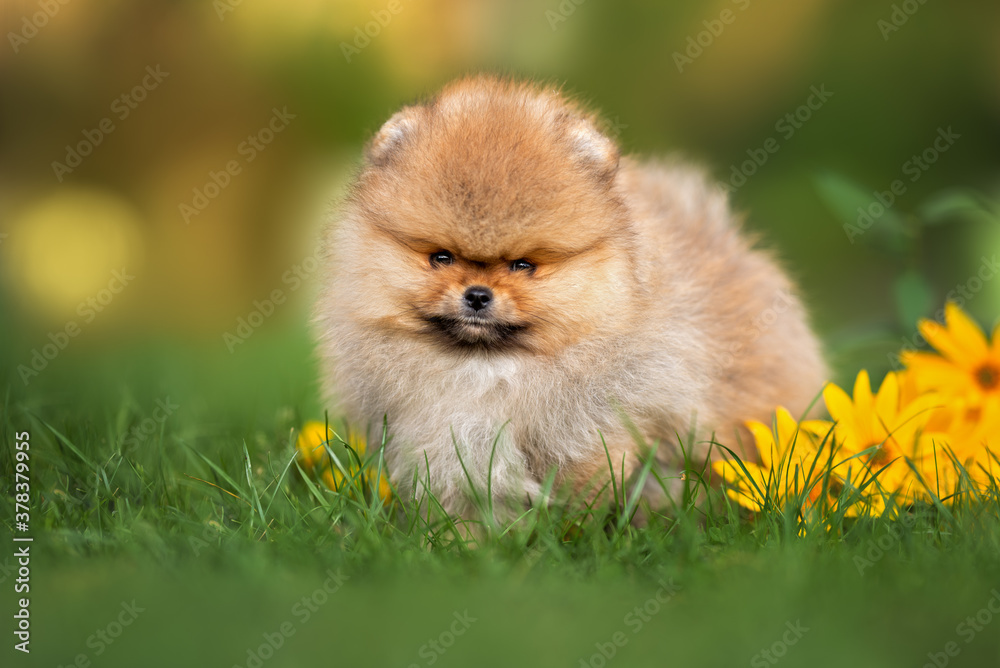 red fluffy pomeranian spitz puppy walking on grass in summer
