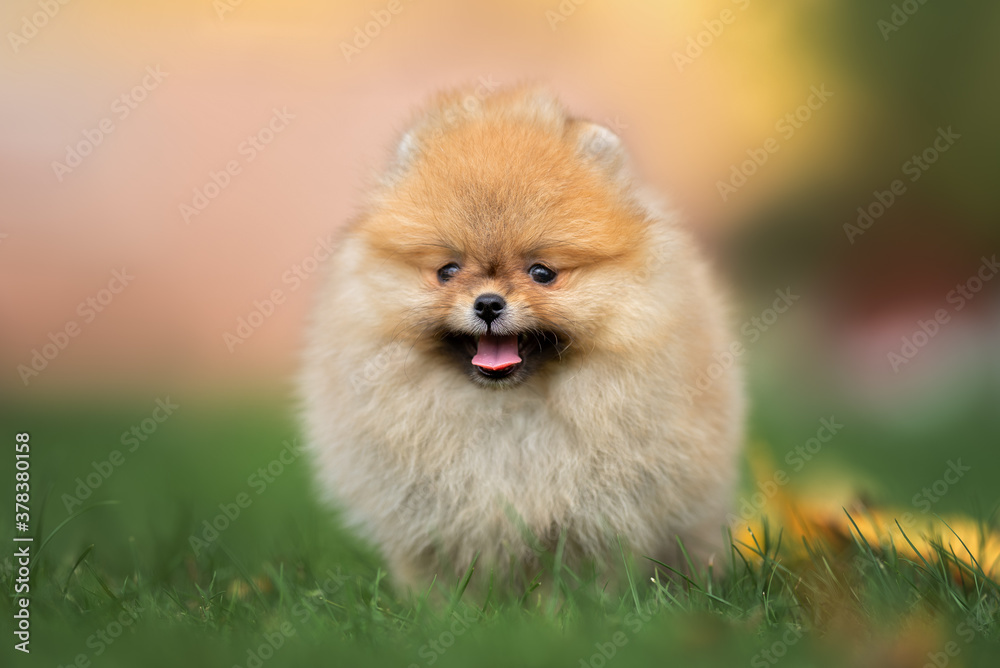 tiny pomeranian spitz puppy standing on grass in summer, close up portrait tiny pomeranian spitz puppy standing on grass in summer, close up portrait