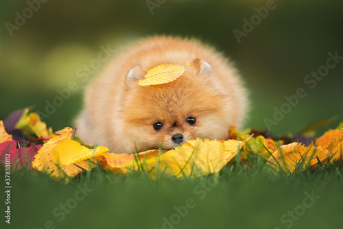 Принти на полотні funny pomeranian spitz puppy with a yellow leaf on head, close up portrait