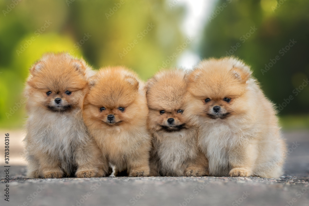 Ταπετσαρία four pomeranian spitz puppies sitting together outdoors in summer, close up port