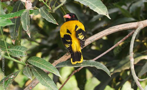 Φωτογραφία beautiful Black hooded oriole sit on a tree