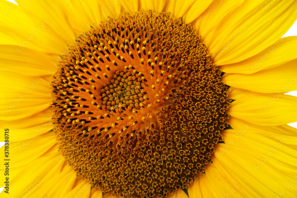 Beautiful bright yellow sunflower as background, closeup