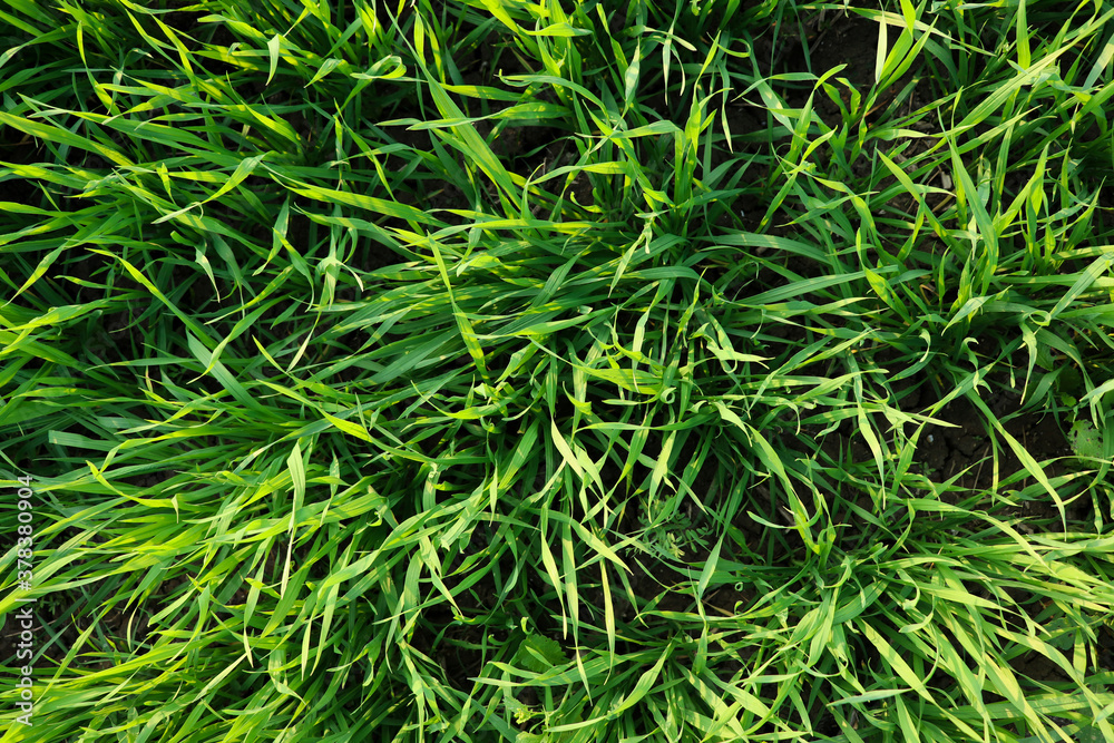 green grass stock photo