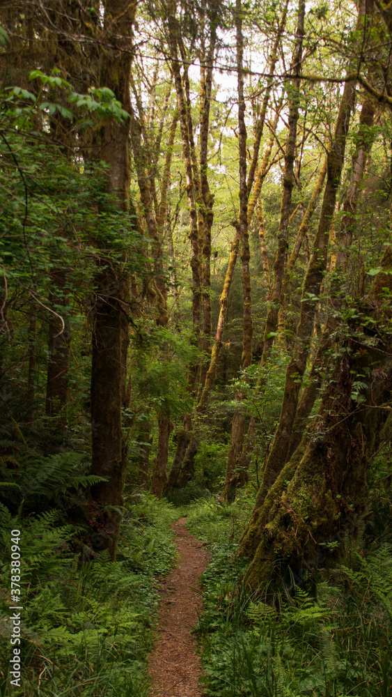 Humboldt Redwoods Humboldt Redwoods