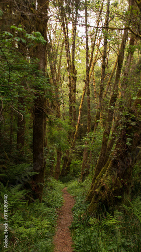 Fototapeta Naklejka Na Ścianę i Meble -  Humboldt Redwoods