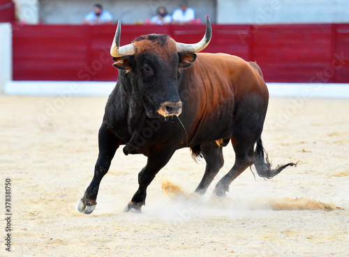 toro bravo español en una plaza de toros